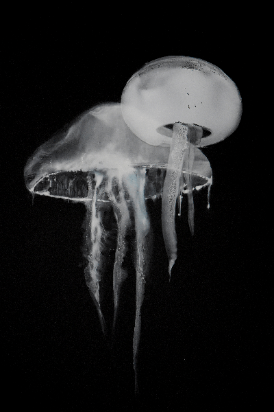 Medusa II